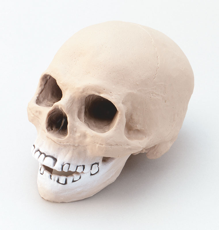 Skull Head. Vinyl - Click Image to Close